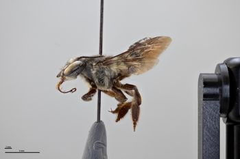 Media type: image;   Entomology 789801 Aspect: habitus lateral view